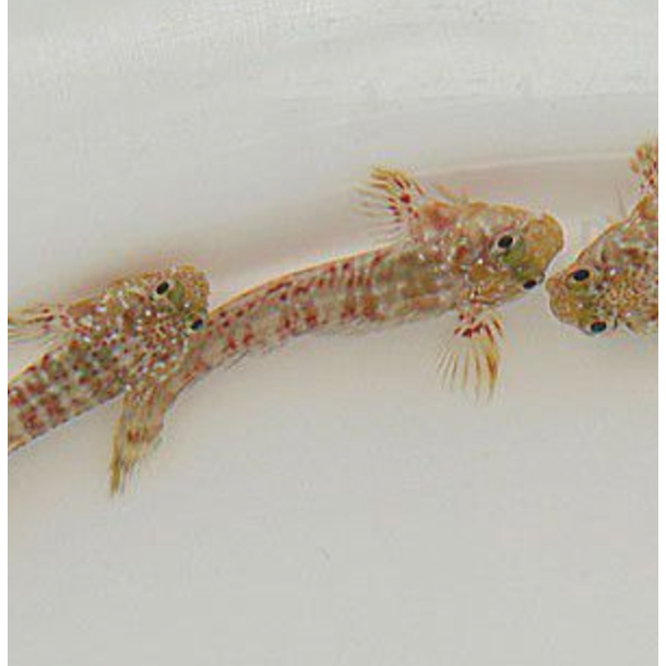 Molly Miller Blenny