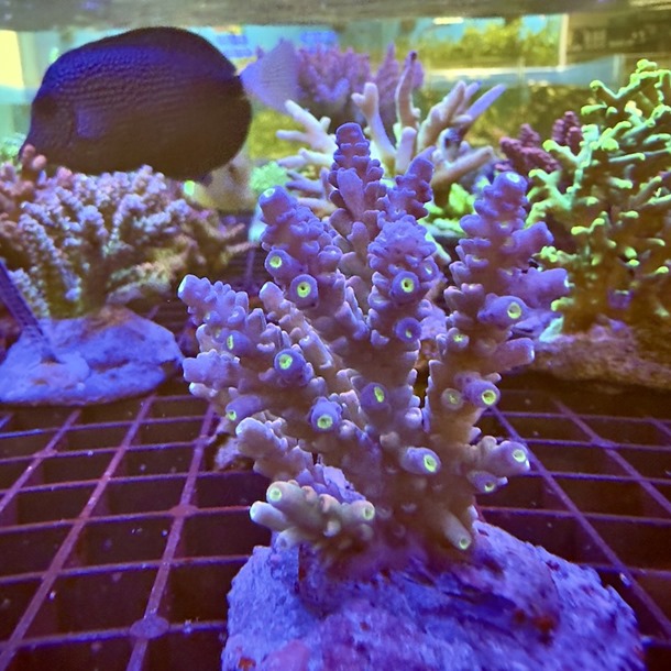 Acropora Colony