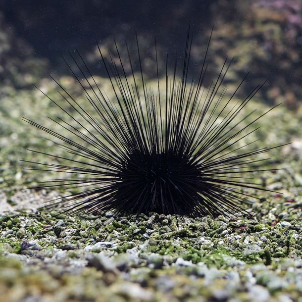 Long Spine Urchin