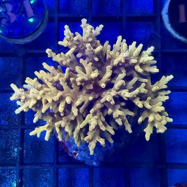 Acropora Colony