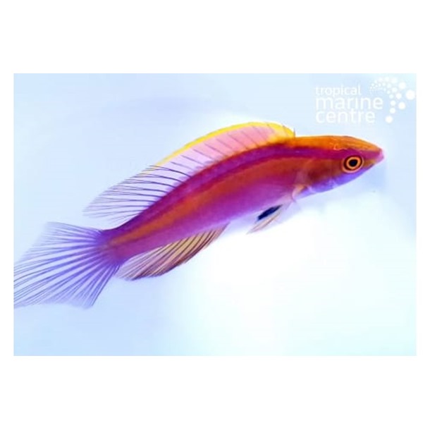 Rose Band Fairy Wrasse