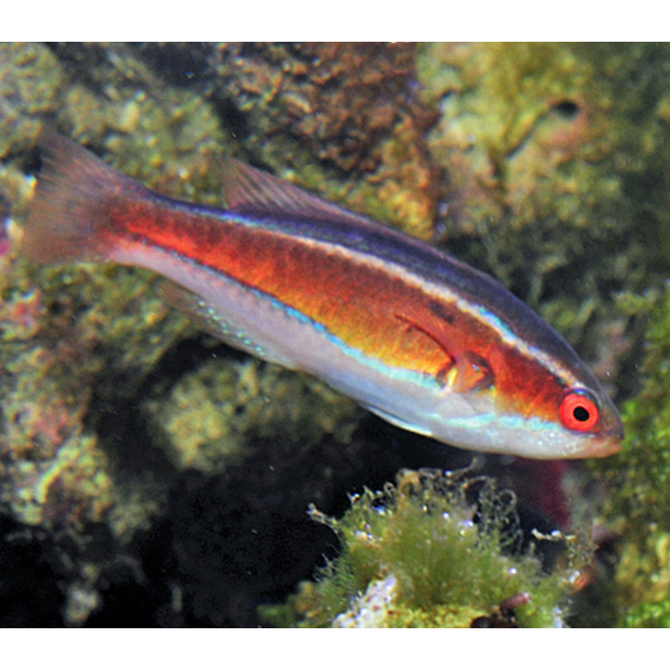 Mauritian Flasher Wrasse