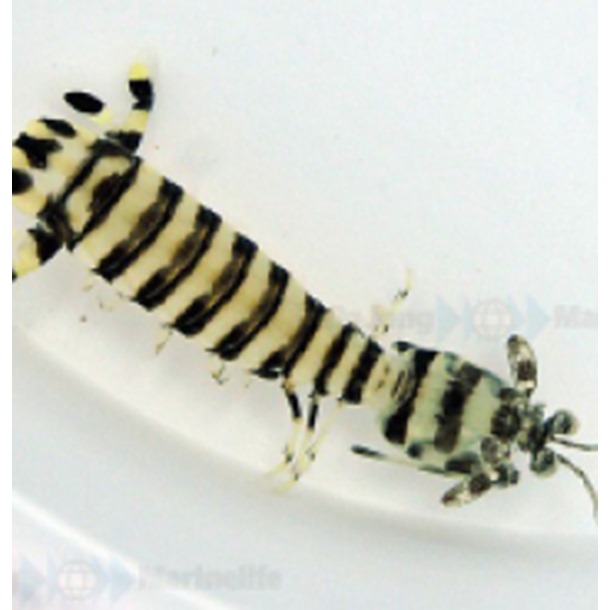 Zebra Mantis Shrimp 