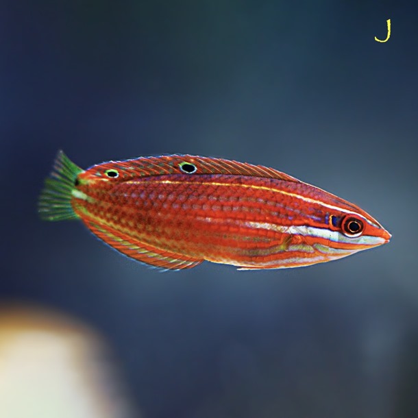 Twospotted Wrasse