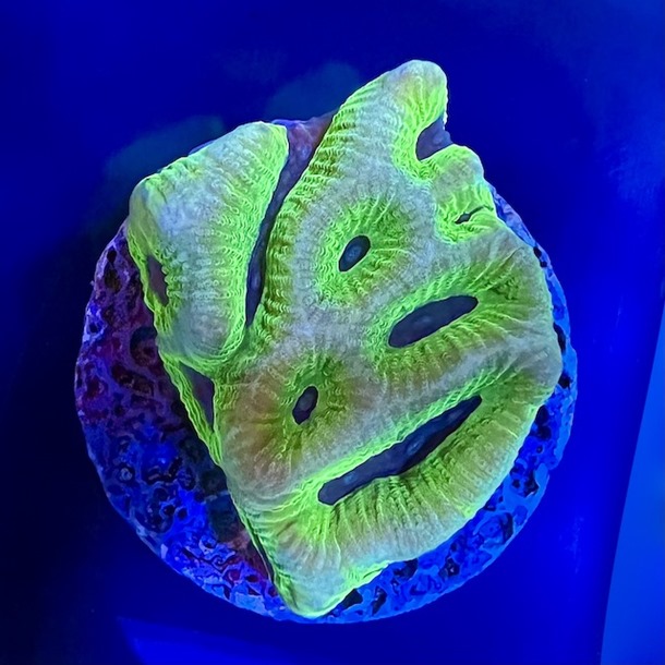 Neon Green Maze Frag