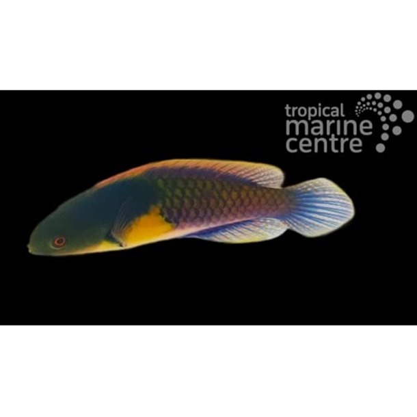 Purple Yellow Spot Fairy Wrasse