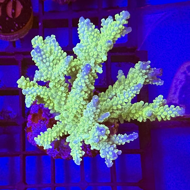 Acropora Colony