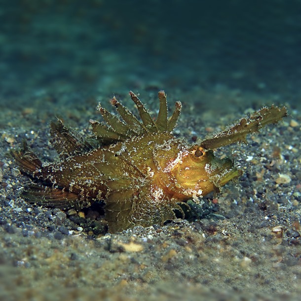 Ambon Leaf Fish