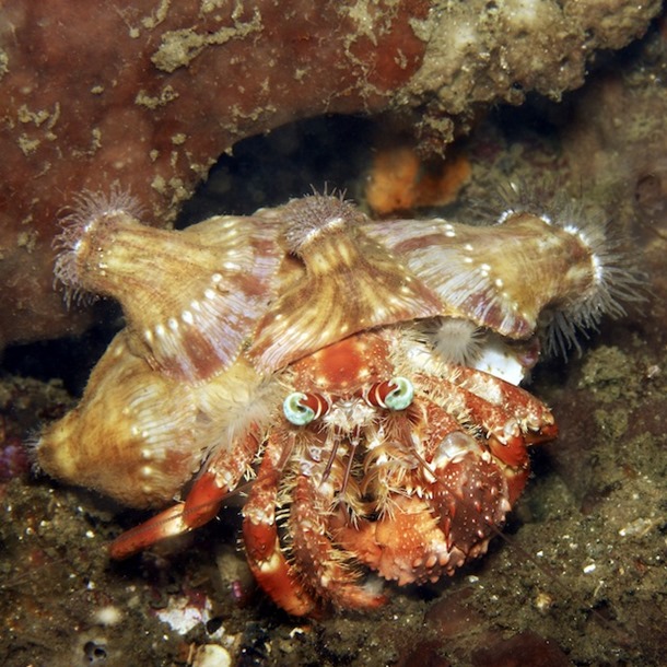 Anemone Hermit Crab