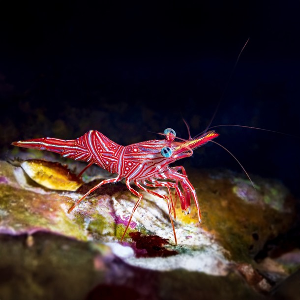 Camel Shrimp