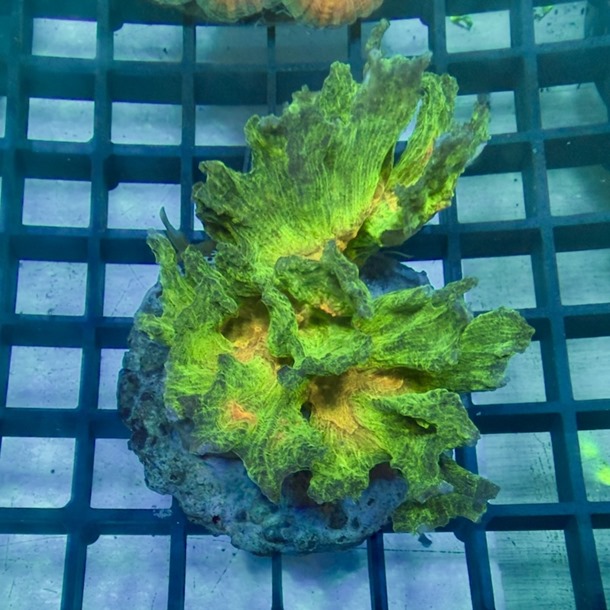 Rainbow Lettuce Frag