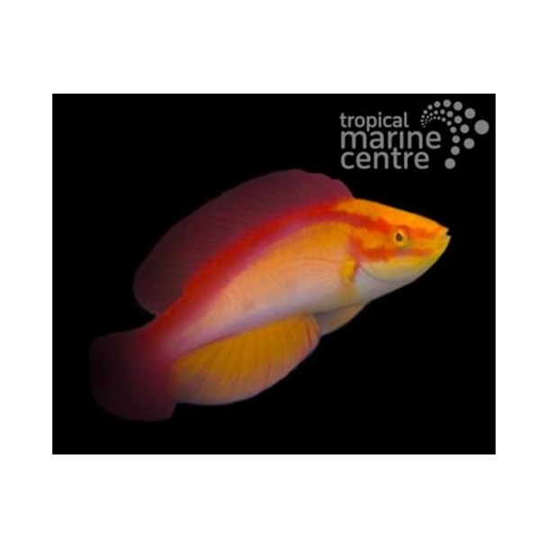 Flame Fairy Wrasse