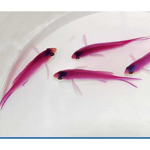 Amethyst Anthias