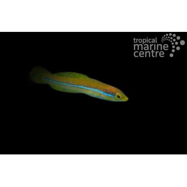 Neon Line Wrasse