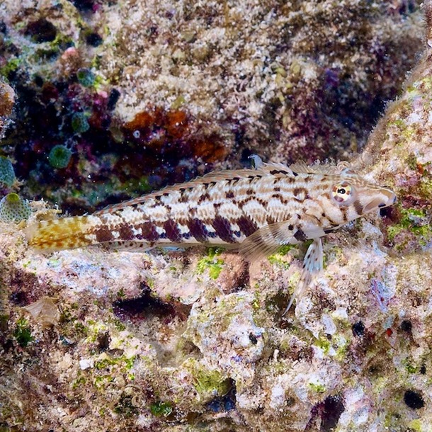 Red Checked Blenny