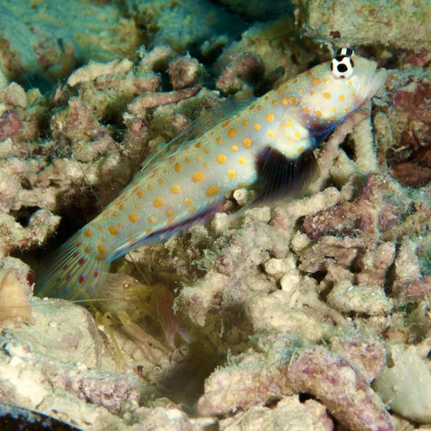 Orange Spotted Shrimp Goby