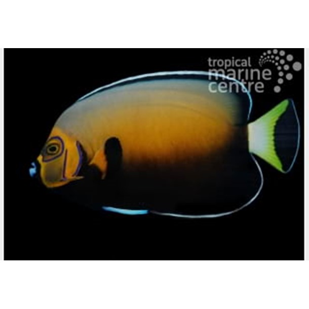 Conspic Angel Fish