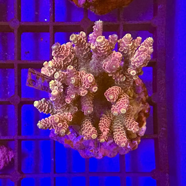 Acropora Colony