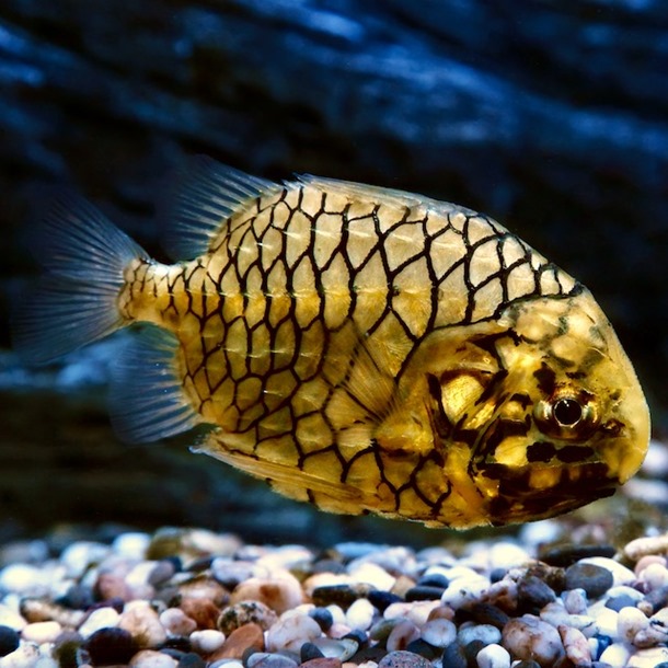 Pineapple Fish