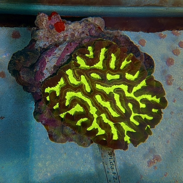 Maze Coral