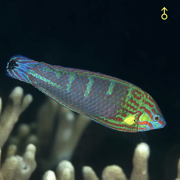 Pink Face Wrasse