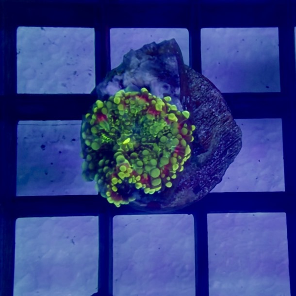 Ultra Ricordea Mushroom Frags