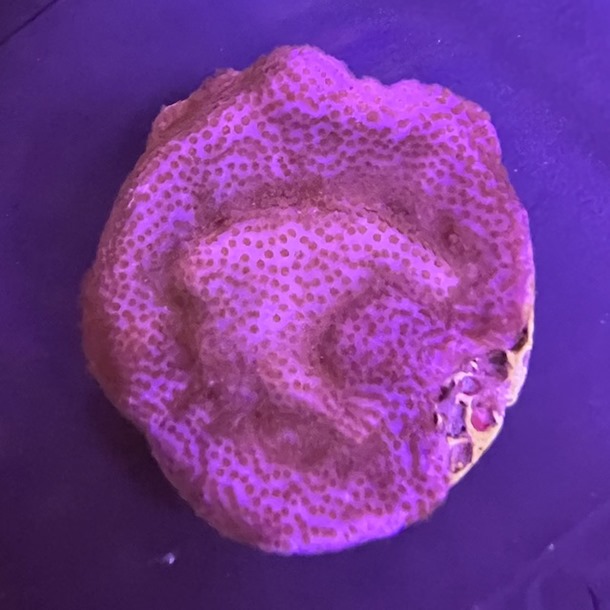 Purple Haze Monti Frag