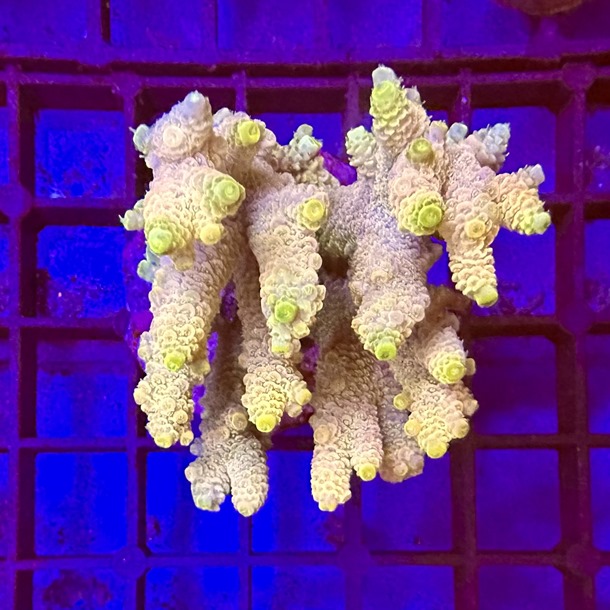 Acropora Colony