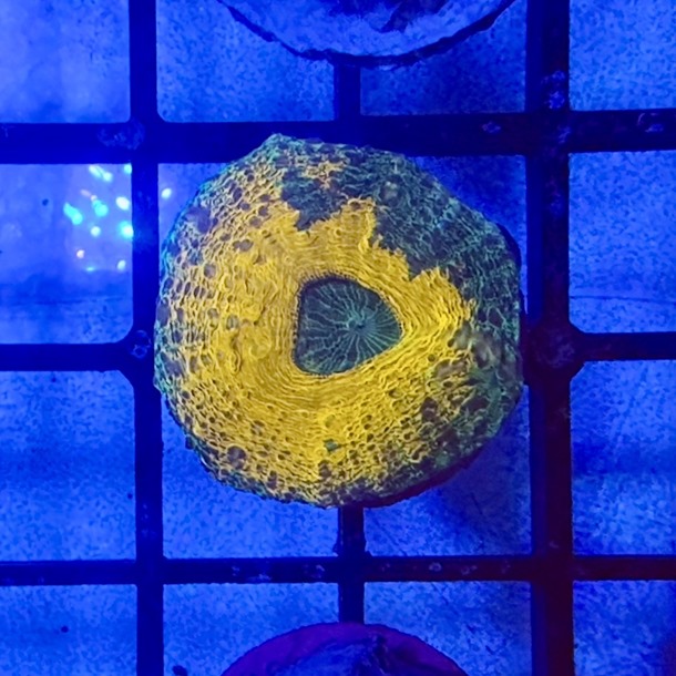 Orange Lobo Frag