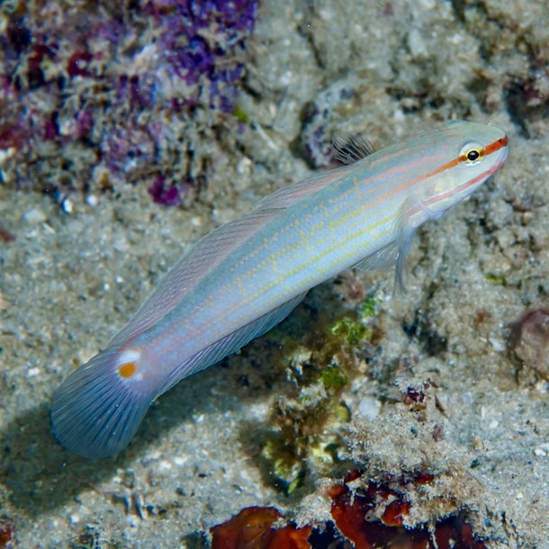 Orange Lined Goby
