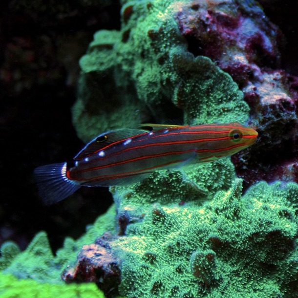 Red Court Jester Goby