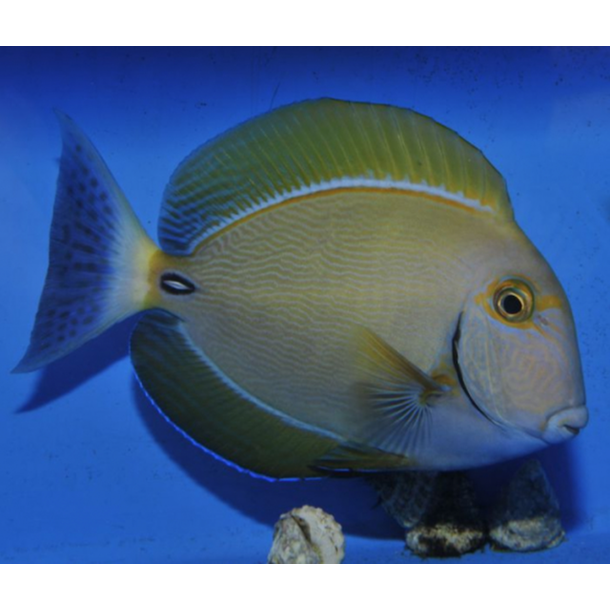 Pencilled Tang