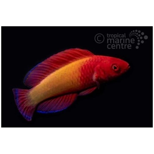 Red Fairy Wrasse