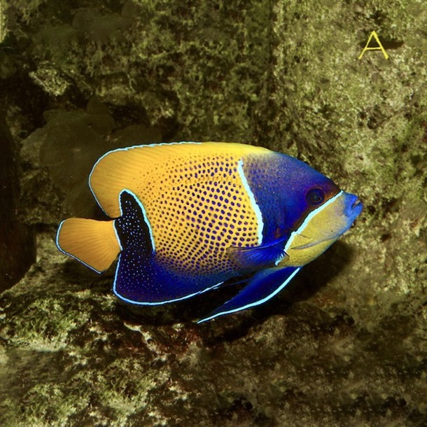 Majestic Angel Fish