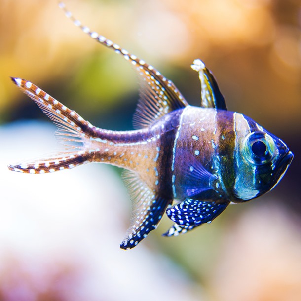 Banggai Cardinal