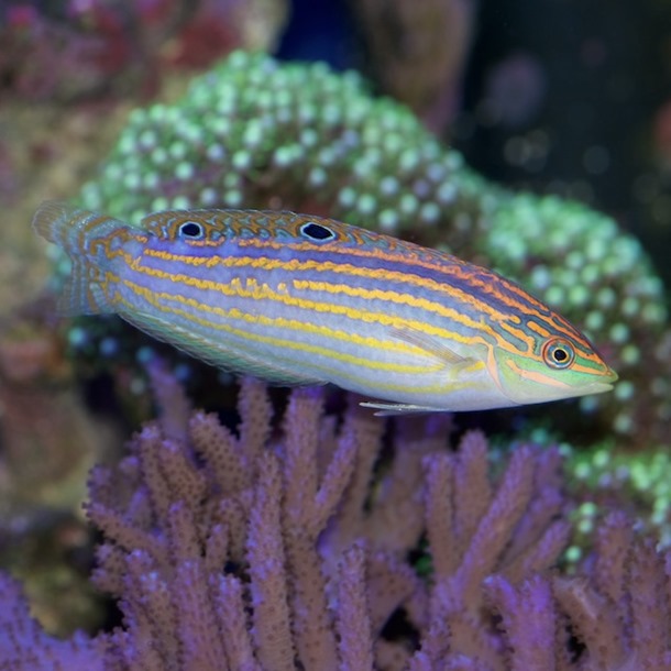 Adorned Wrasse