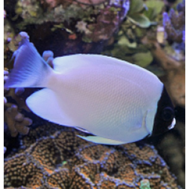 Masked Lyretail Angel Fish