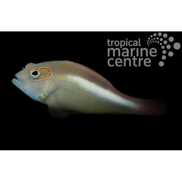 Arc Eye Hawkfish