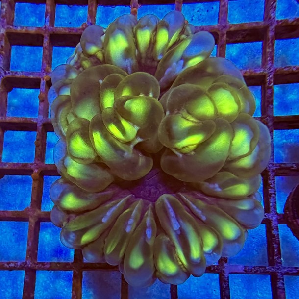 Ultra Green Owl Eye Coral