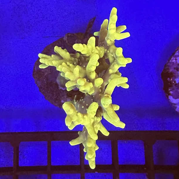 Ultra Acro Colony Medium