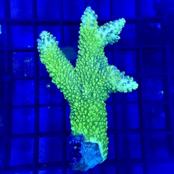 Oz Acropora Colony