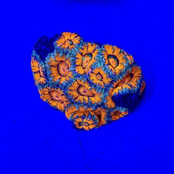 Red & Green Acan Colony