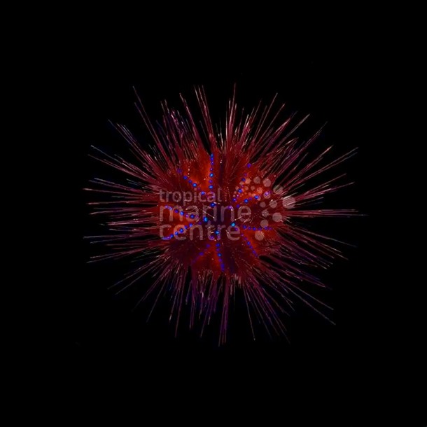 Blue Spot Urchin