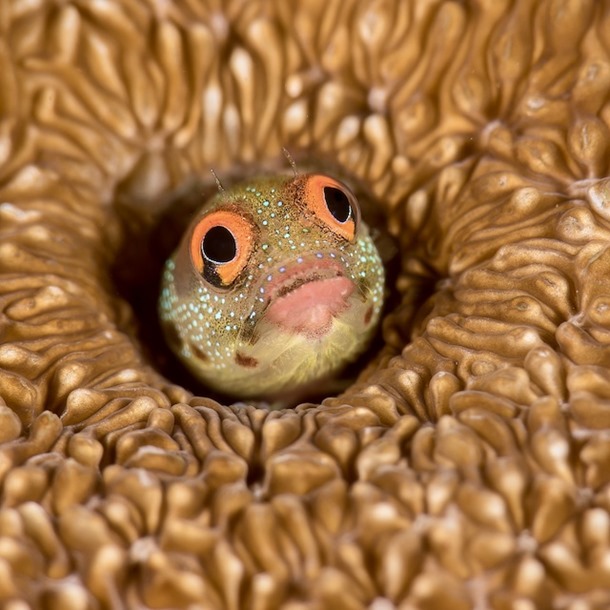 Barnacle Blenny