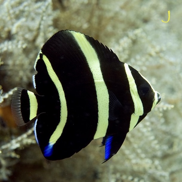 Grey Angel Fish