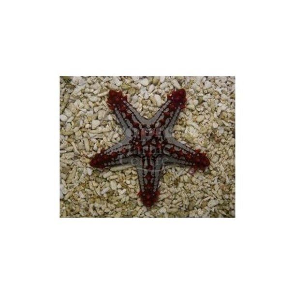 Red Knobbly Starfish