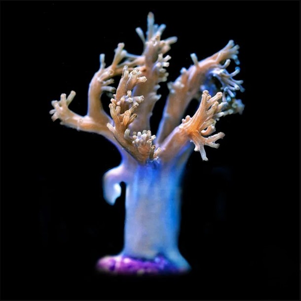 Cespitularia