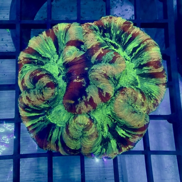 Ultra Rainbow Trachyphyllia