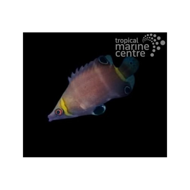 Gold Banded Possum Wrasse