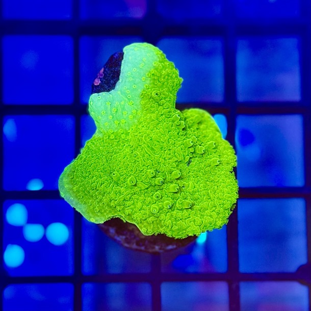 Neon Green Plate Monti Frag